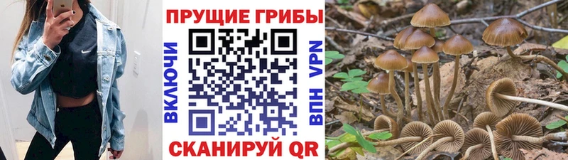 Псилоцибиновые грибы Cubensis  купить   Брюховецкая 